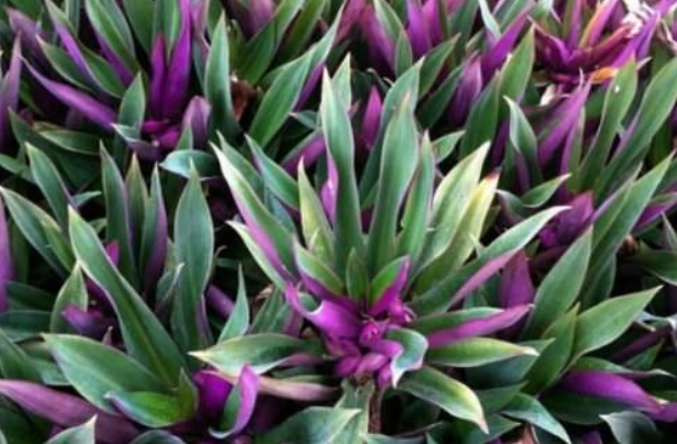 萬年青葉變黃原因