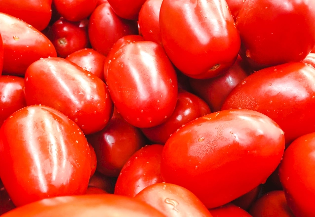 牛番茄栽培時機