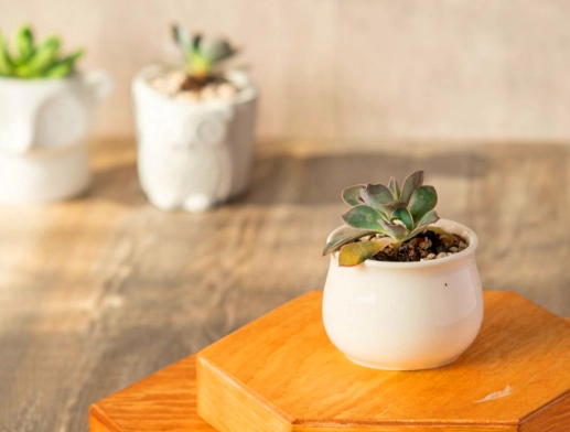 陶盆優缺點比較