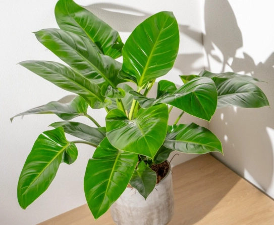 帝王蔓綠絨養護