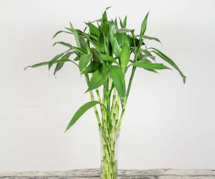 富貴竹葉子照顧