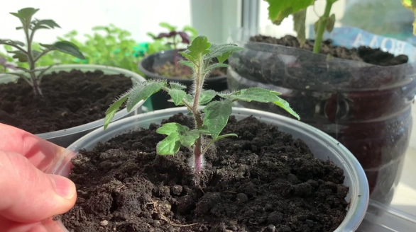 番茄幼苗病虫害