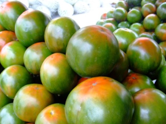 黑柿番茄種植技巧