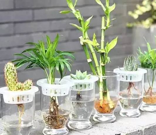 室內水種植物推薦 室內水種植物推薦