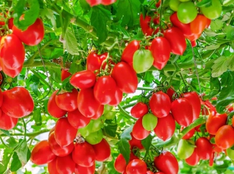 小果番茄設施栽培