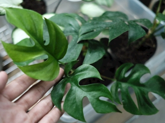 龜背芋水耕技巧 龜背芋水耕技巧