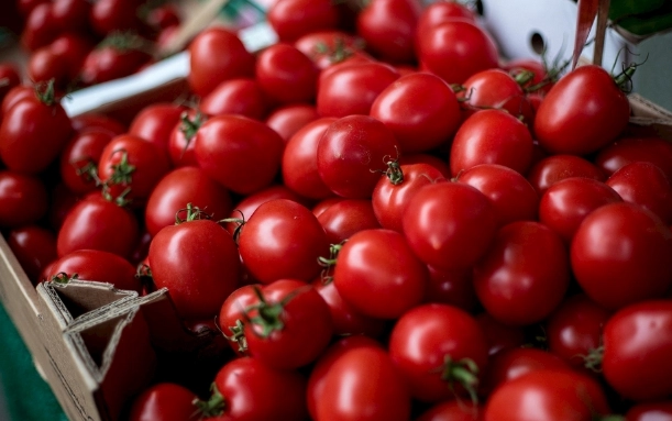 番茄徒長原因 番茄徒長原因