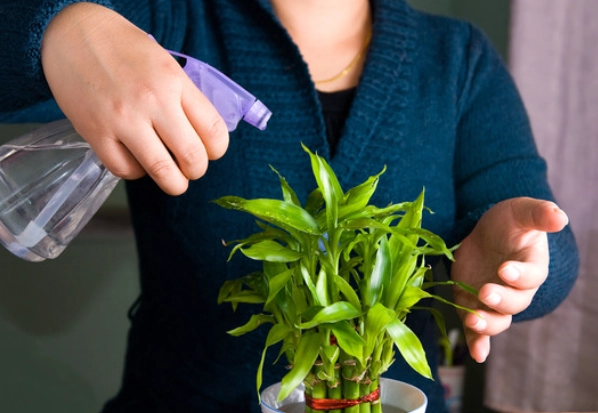 富貴竹葉子照顧