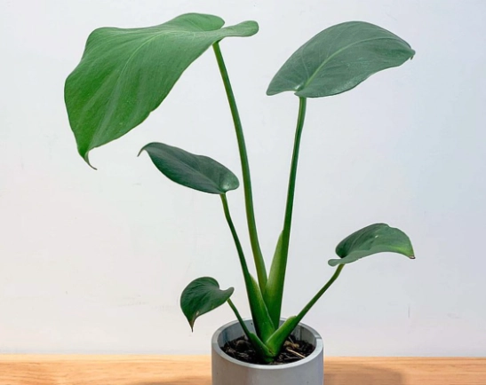 龜背芋節點繁殖 龜背芋節點繁殖