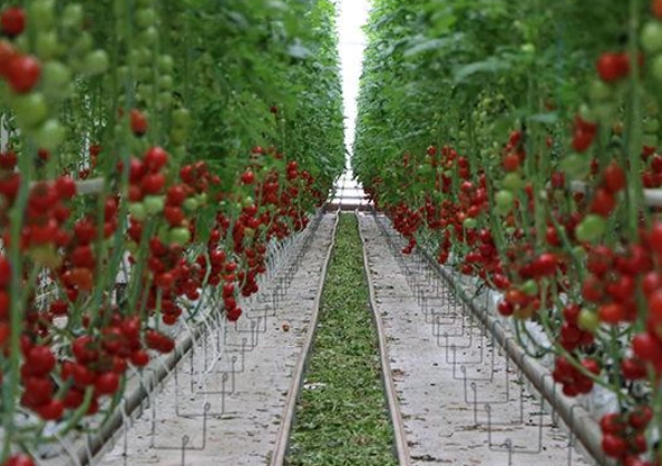 小果番茄種植技巧