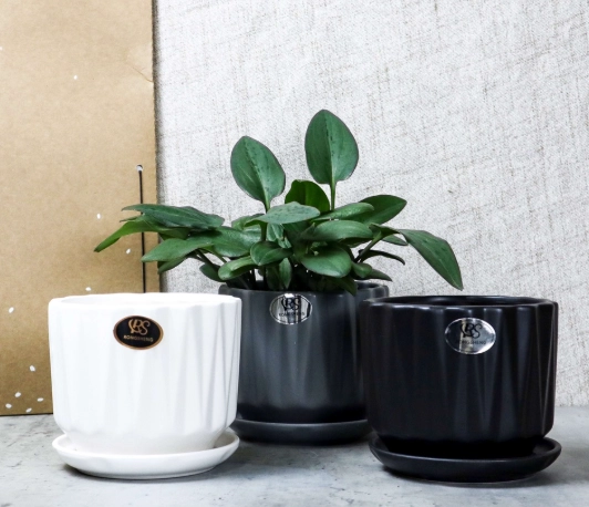 陶瓷盆栽推薦