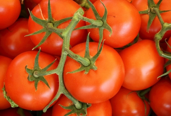 蕃茄種植問題 蕃茄種植問題