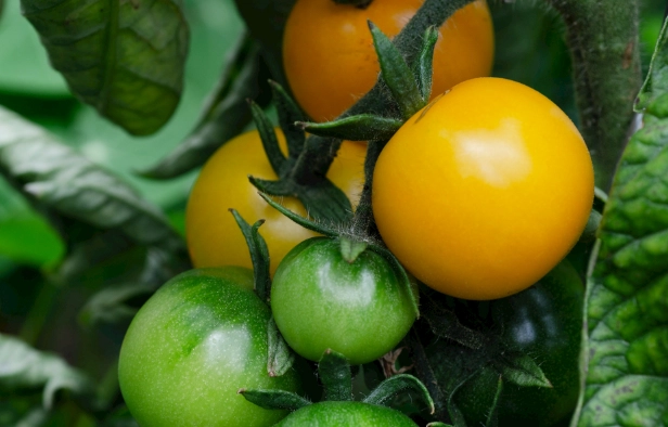 番茄种植技术 番茄种植技术