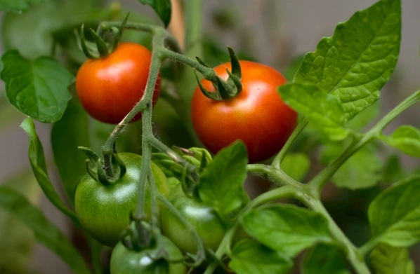 番茄栽培技巧 番茄栽培技巧