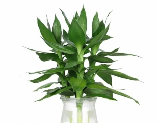 富貴竹修剪方法