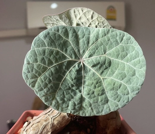 生髮水比較 生髮水比較