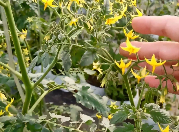 小果番茄設施栽培