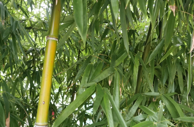 竹子葉子變黃處理