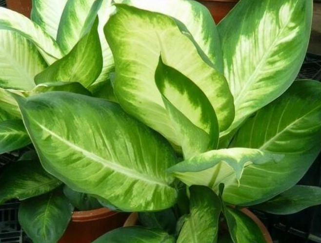 萬年青葉變黃原因