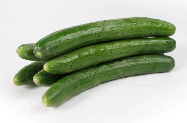 小黃瓜種植技巧