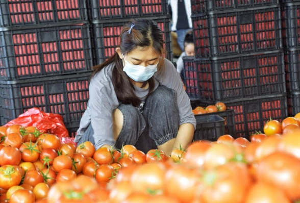 蕃茄種植問題 蕃茄種植問題