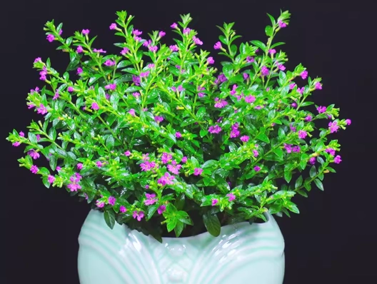 低維護戶外植物 低維護戶外植物