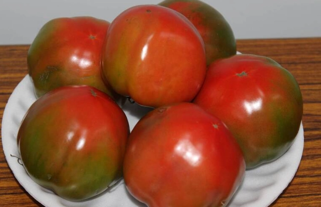 番茄只開花不結果原因