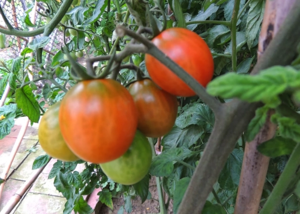 番茄變軟原因 番茄變軟原因