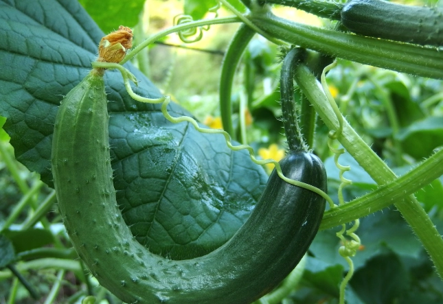 胡瓜栽培方法