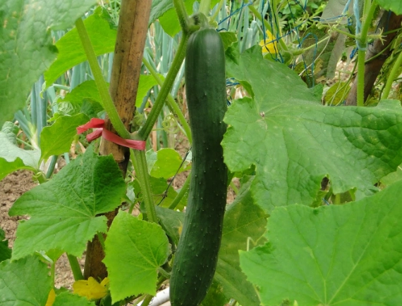 小黃瓜授粉方法