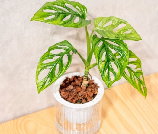 水耕龜背芋步驟 水耕龜背芋步驟