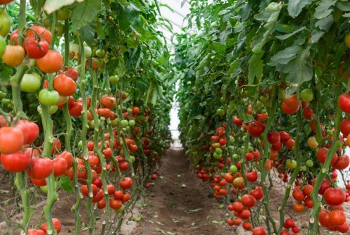 番茄栽培常見問題