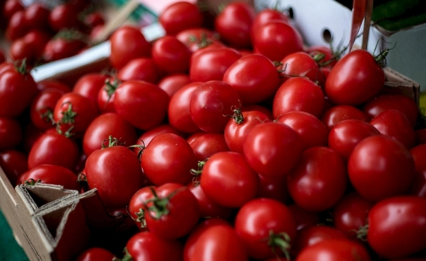 番茄冷藏方法 番茄冷藏方法