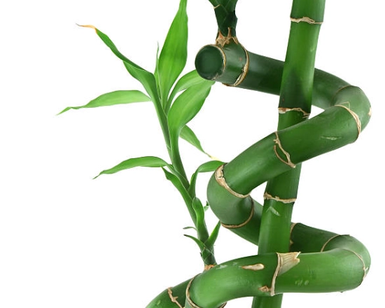 富貴竹修剪方法