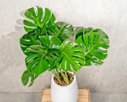 龜背芋節點照顧 龜背芋節點照顧