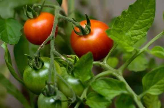 陽台種番茄 陽台種番茄