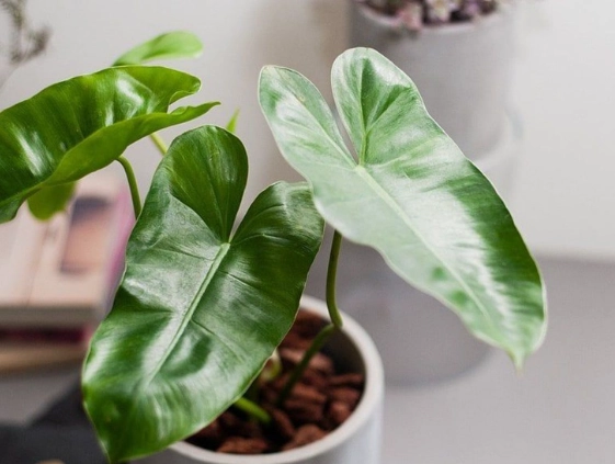 低維護室內植物 低維護室內植物