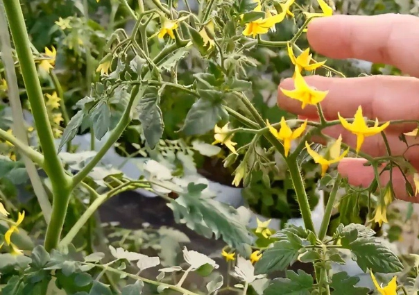 食物相剋拉肚子