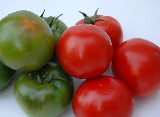 黑柿番茄种植技巧