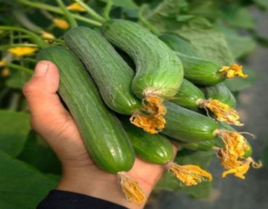 黄瓜叶子发黄怎么办