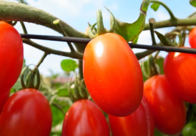 番茄病蟲害防治