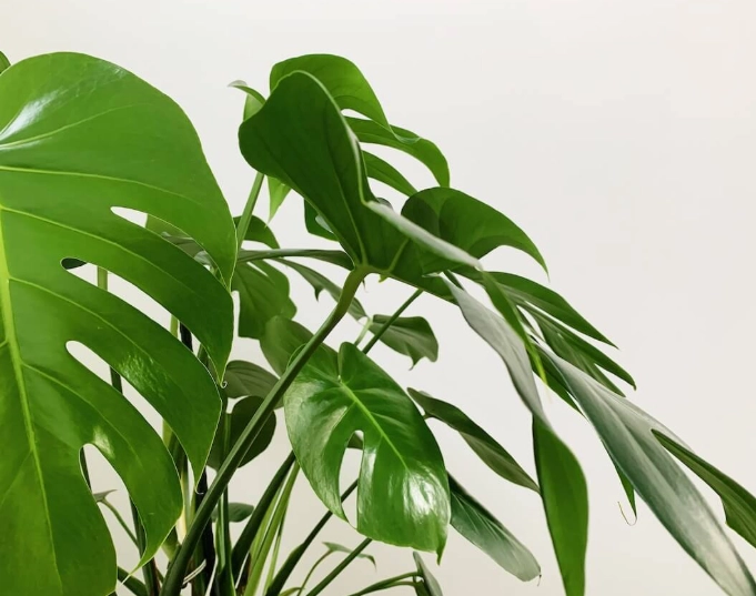 水培龜背芋根部腐爛