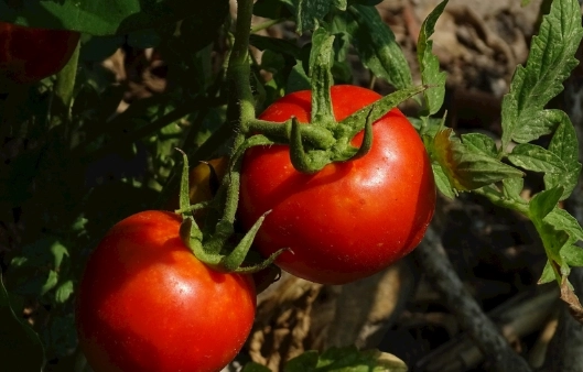 家庭種番茄 家庭種番茄
