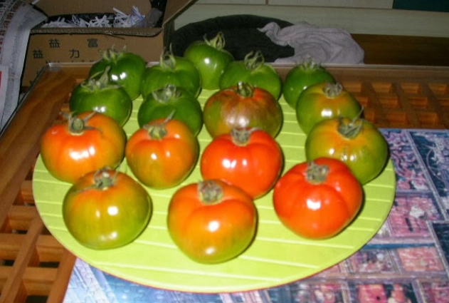 番茄只開花不結果原因