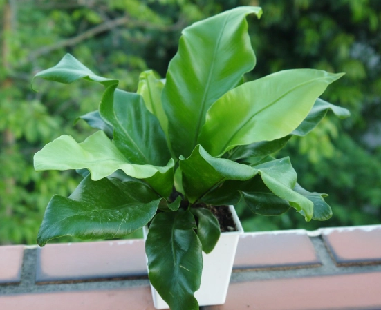 懶人植物 懶人植物