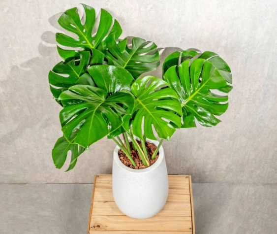 水耕龜背芋步驟 水耕龜背芋步驟