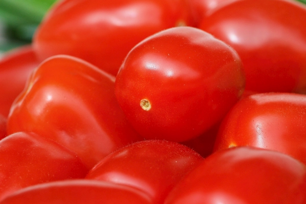 番茄開花結果 番茄開花結果