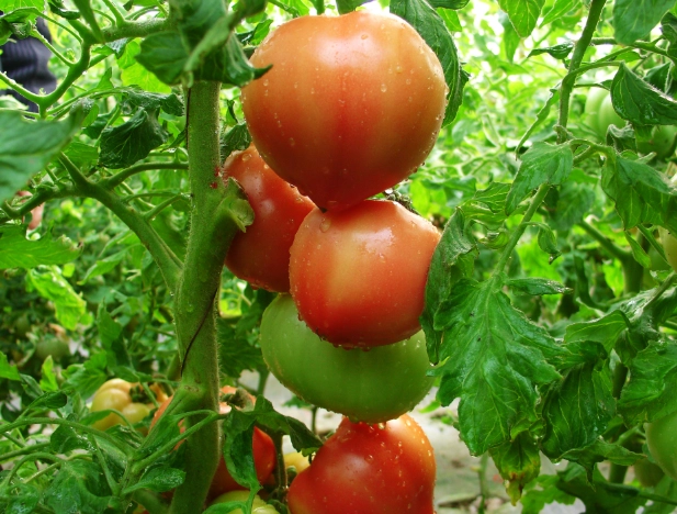 番茄結果期管理 番茄結果期管理