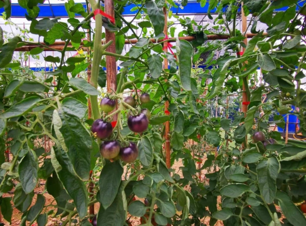 番茄掉果防治 番茄掉果防治