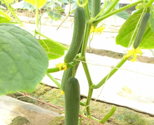 小黃瓜盆栽技巧